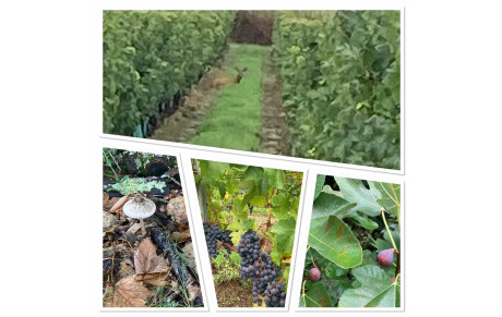 NOUVELLE ACTIVITÉ MARCHE